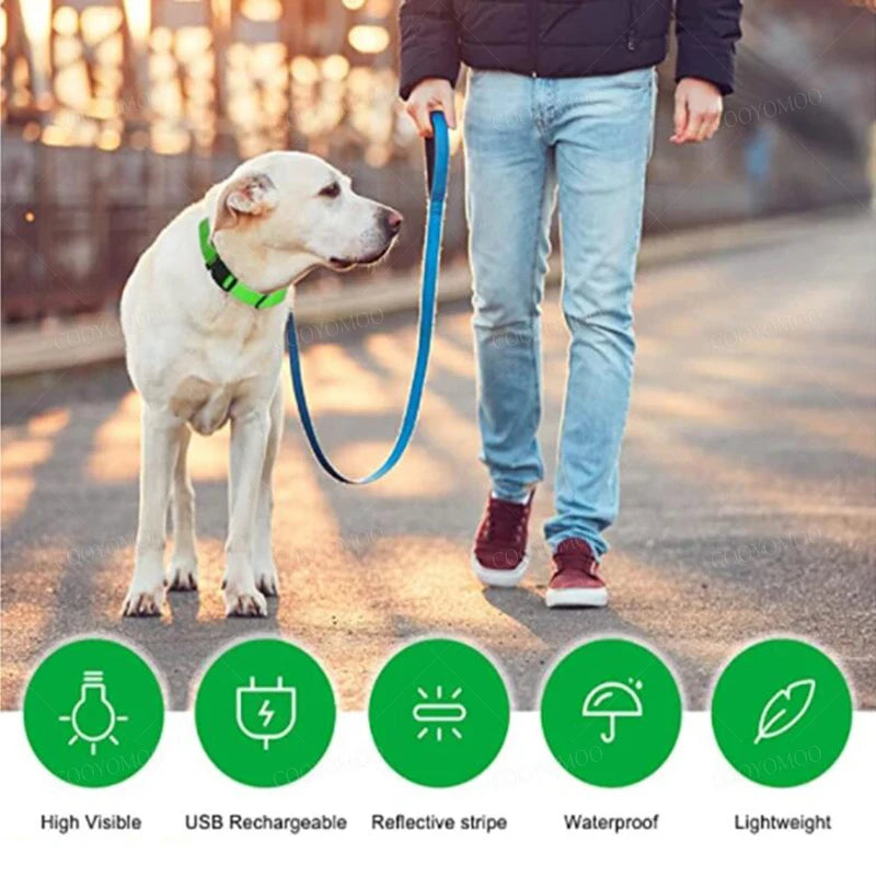 Collier LED Rechargeable pour Chien — 3 Modes d'Éclairage, USB